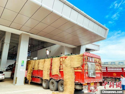 海南最大農(nóng)產(chǎn)品一級批發(fā)市場開業(yè) 將起穩(wěn)定 菜籃子 作用